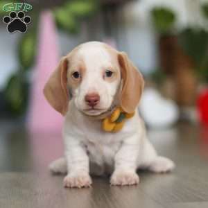 Charlie, Dachshund Puppy